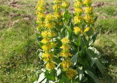 fleurs des pyrénées