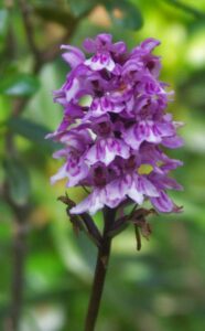 fleurs des pyrénées