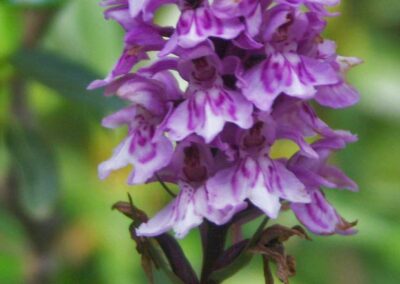 fleurs des pyrénées