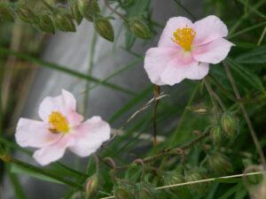 fleurs des pyrénées