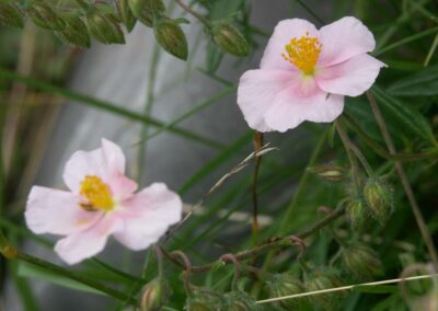 fleurs des pyrénées