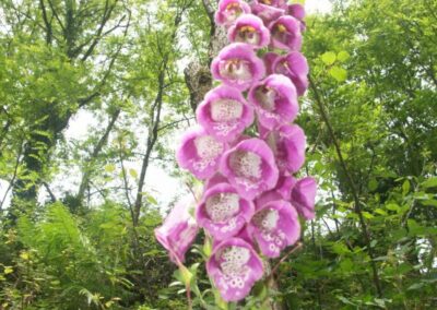 fleurs des pyrénées
