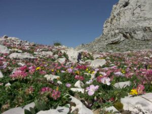 fleurs des pyrénées
