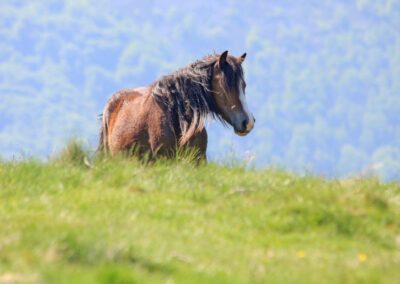 randonnée à l'Irubelakaskoa pottok