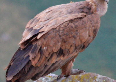 randonnée aux crêtes d'Iparla (vautour fauve ds Pyrénées)