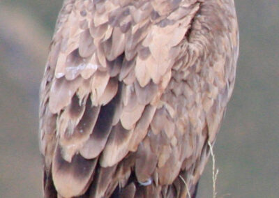 randonnée aux crêtes d'Iparla (vautour fauve ds Pyrénées)