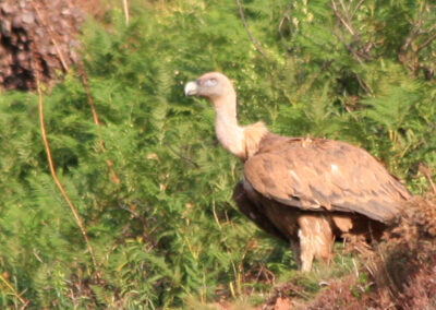 randonnée aux crêtes d'Iparla (vautour fauve ds Pyrénées)