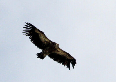 vautours fauves des Pyrénées