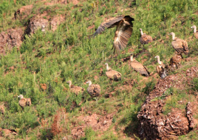 randonnée aux crêtes d'Iparla (vautours fauves ds Pyrénées)
