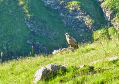 GR 10 - 5ème étape - 5 juin 2013 - de St Etienne de Baigorry à Esterencuby
