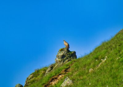 vautour GR 10 - 5ème étape - 5 juin 2013 - de St Etienne de Baigorry à Esterencuby