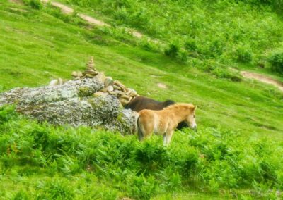 GR10 2014-Jour1 -Hendaye - col des 3 fontaines - Pottok