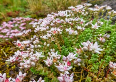 alentour arrens marsous