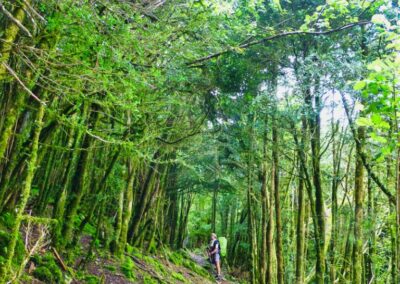 GR10 2014-Jour29- Gite d'Aunac - St Lizier d'Ustou - la forêt de Buis