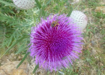 GR10 2014-Jour44 - le Perthus - Banyuls !!!!